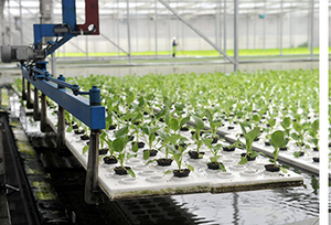 Serre hydroponique et aquaponique à prix compétitif pour la culture de légumes et de poissons, grands réservoirs de pisciculture, serre en verre - Product Image 5