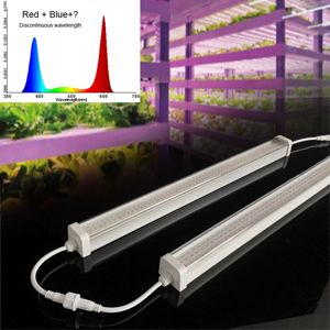 Lámpara LED de espectro completo T12 de 150 grados para cultivo de flores y suculentas en invernaderos de kiwi y <span class=keywords><strong>uva</strong></span>, con garantía de 3 años e IP54. - Product Image 3