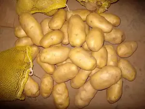 Patate Premium Fresche Varietà Olandese Raccolto Più Recente per Cucina, Vendita all'Ingrosso, Esportazione, Qualità da Fattoria a Tavola, Conservazione Refrigerata - Product Image 5