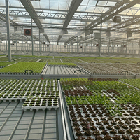 Grande serre agricole intelligente multi-chapelles à structure en acier galvanisé à chaud, ultra-résistante, pour culture hors-sol