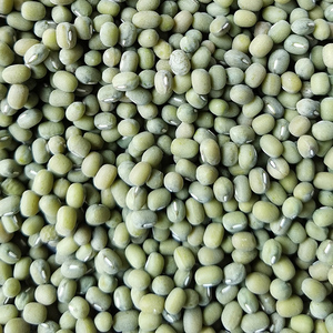 2020 جودة عالية سعر الجملة لوبياء شعاعية خضراء اللون تعزيز - Product Image 4