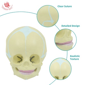 Modello di teschio per bambino umano bambino modello di teschio di forma reale <span class=keywords><strong>scheletro</strong></span> umano - Product Image 3