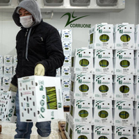 Boîtes d'emballage pour fruits, boîtes en plastique ondulé, boîtes en plastique pour fruits, boîtes d'emballage pour légumes, boîtes en plastique pour légumes
