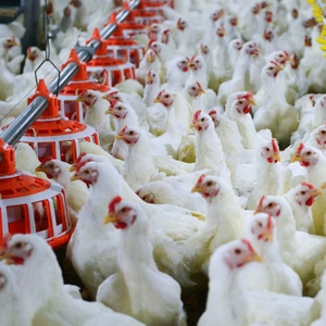 40% Broiler konsantre kanatlı hayvan yemi + 60% mısır zengin soya unu çeşitli <span class=keywords><strong>vitamin</strong></span> Amino asitler probiyotikler katkı Premix 25kg - Product Image 1