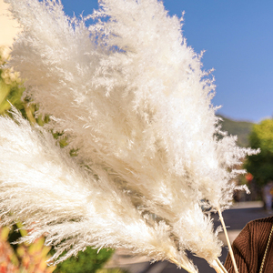 Plumas de Hierba de Pampas <span class=keywords><strong>Cortaderia</strong></span> Secas de Fábrica, 120 cm, Decoración Natural para Bodas y Navidad, Esponjosas - Product Image 6