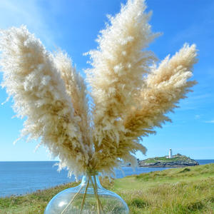 Hierba de <span class=keywords><strong>Pampas</strong></span> Seca, Pluma Grande Beige para Decoración Boho del Hogar, Arreglo Floral Seco Natural - Product Image 4