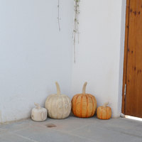 Citrouilles artificielles naturelles de récolte rustique pour décoration de maison d'halloween