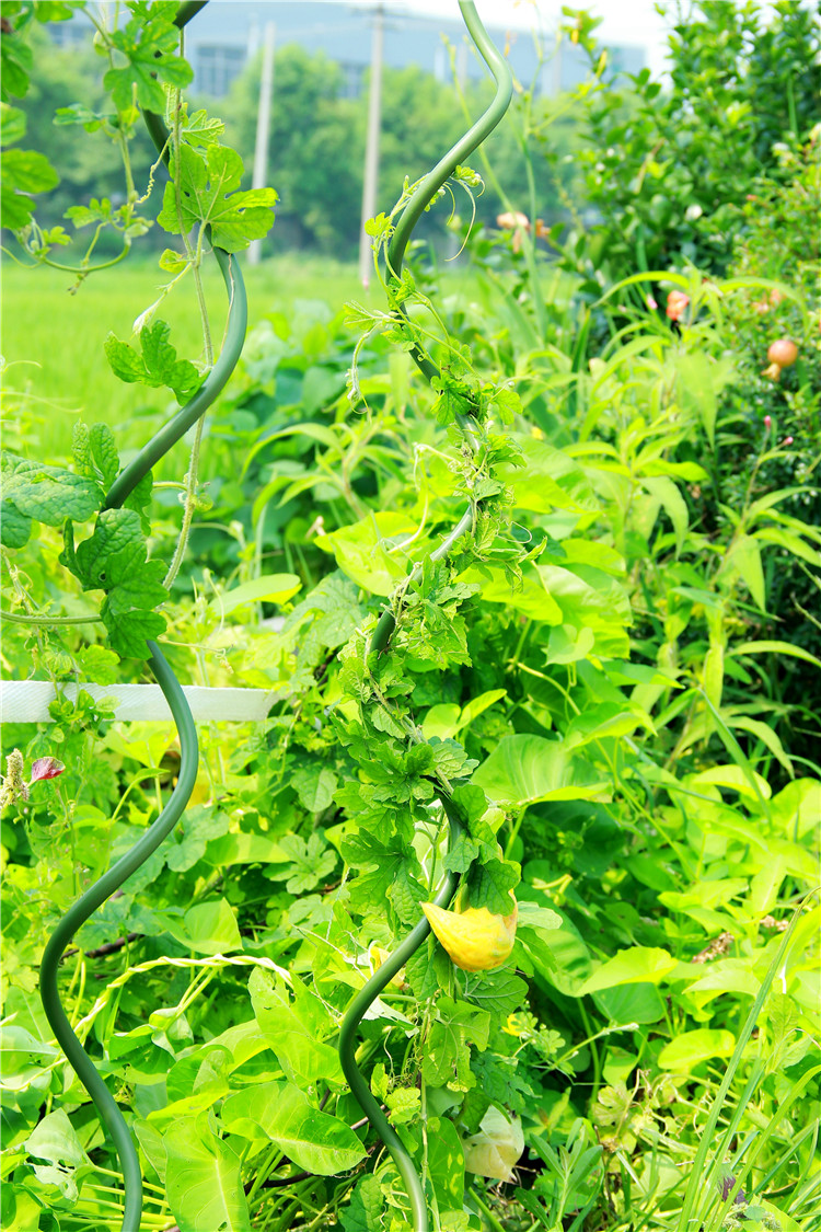Sprial Stick Garden Spiral Support Wire Tomato Stakes For Gardenlant