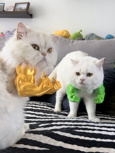 Decorazione del braccio del muscolo di gatto-la decorazione del braccio muscoloso simile <span class=keywords><strong>a</strong></span> un Hulk per gatti-decorazione del dito medio di un gatto - Product Image 3