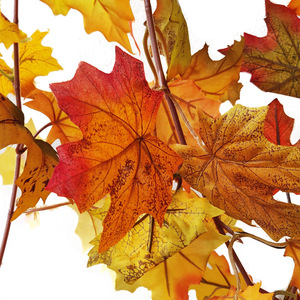 Autres fleurs et plantes <span class=keywords><strong>d</strong></span>écoratives <span class=keywords><strong>Feuilles</strong></span> <span class=keywords><strong>d</strong></span>'érable artificielles <span class=keywords><strong>Feuilles</strong></span> <span class=keywords><strong>d</strong></span>'<span class=keywords><strong>automne</strong></span> suspendues <span class=keywords><strong>Décoration</strong></span> Guirlande de vigne Verdure suspendue - Product Image 6
