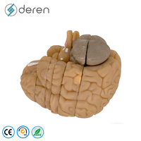 Modelo Anatómico Avanzado del Cerebro Humano, Secciones Frontales, Modelo de Enseñanza Médica en Plástico