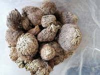 Tanaman Kembang Kembang (Selaginella Lepidophylla) Kering Ukuran Besar Grosir untuk Dijual