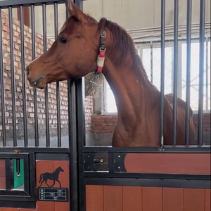 <span class=keywords><strong>Planche</strong></span> extérieure en bambou <span class=keywords><strong>de</strong></span> 10 pieds Équipement pour chevaux Boîte à portes d'écurie Panneaux avant Style australien Boîte d'écurie d'occasion portable à <span class=keywords><strong>vendre</strong></span> - Product Image 2