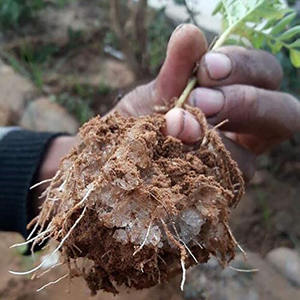 Welldon – Polyacrylate <span class=keywords><strong>de</strong></span> <span class=keywords><strong>Potassium</strong></span> à usage agricole, polymère absorbant, cristal d'eau, Hydrogel, Polyacrylate <span class=keywords><strong>de</strong></span> <span class=keywords><strong>potassium</strong></span> - Product Image 5