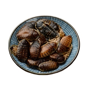 Migliora la resistenza alle malattie degli animali domestici <span class=keywords><strong>cibo</strong></span> per animali domestici Eco scarafaggio Dubia fresco per Arowana rossa - Product Image 1