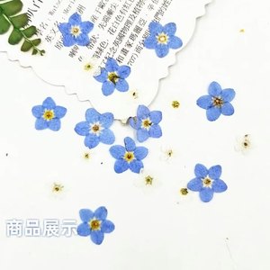 Marsh Forget-me-not Myosotis Sylvatica Nail Crafts Marque-pages faits à la main Plante naturelle Véritable fleur pressée écologique - Product Image 1