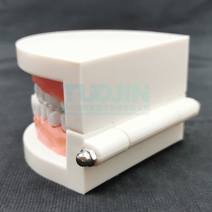 Modello Dentale Didattico per Bambini, Modello di Cura Dentale, Modello di Studio Odontoiatrico per Insegnamento e Carie, Tipodonte - Product Image 3