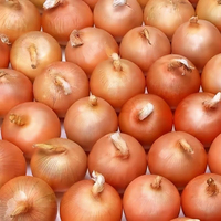 Oignons Jaunes Frais de Qualité Supérieure, Directement de l'Usine du Shandong, Nouvelle Récolte, Tailles 3-5cm, Sacs en Filet de 10kg/20kg, Exportation en Gros