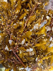 Extrait de plante Ascophyllum Nodosum <span class=keywords><strong>en</strong></span> flocons/<span class=keywords><strong>poudre</strong></span>, extrait d'<span class=keywords><strong>algues</strong></span> soluble dans l'eau, extrait d'<span class=keywords><strong>algues</strong></span> <span class=keywords><strong>marines</strong></span> - Product Image 6