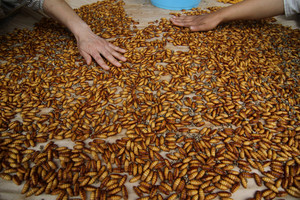 Special Double-Sided Uncoated Acid-Resistant Craft <b>Paper</b> for Silkworm Seed Incubation - Product Image 3