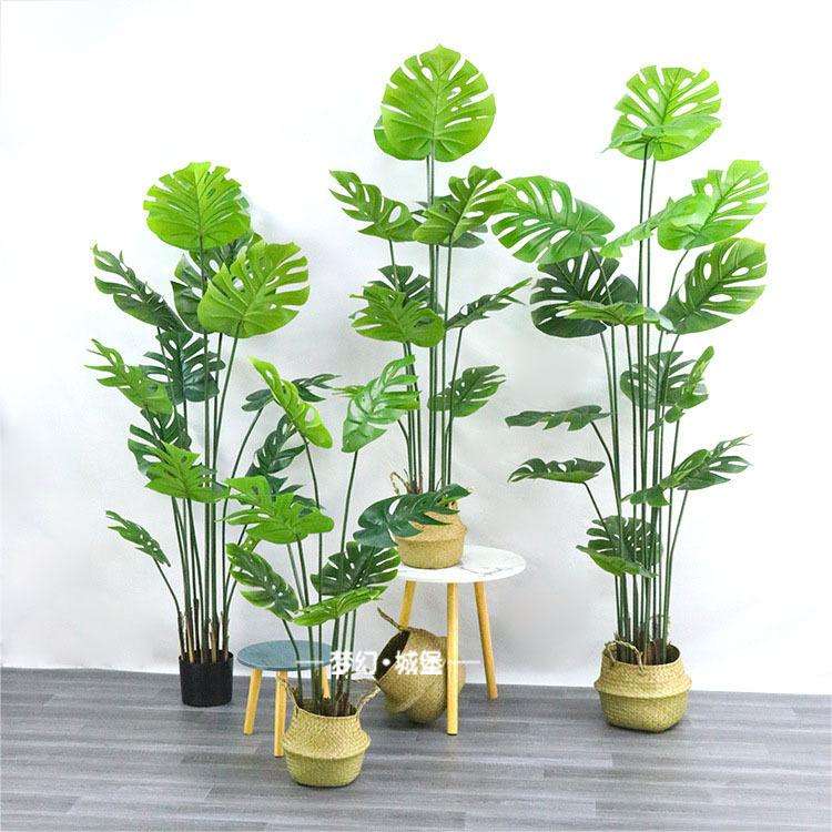 ใบหลังเต่า6- 120ซม. (มีฐานสีดำ)