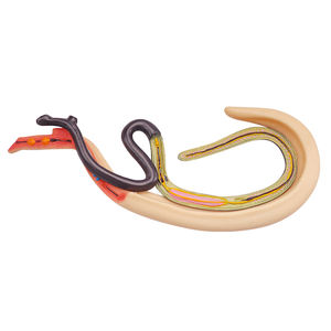 Insecto sediento de sangre de plástico agrandar modelo anatómico equipo educativo modelo de parásito esquistosoma sangre Flukes modelo médico - Product Image 2