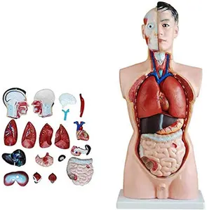 Torso umano Modello, Corpo Maschile Modello di Anatomia 85 Centimetri per la Scuola di Formazione Medica (19 Parti)
