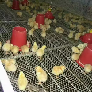 Hiện đại HDPE Gà Gia cầm trang trại sàn nhà máy nóng bán bảo vệ lưới Pallet - Product Image 2