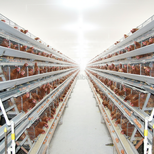 Gabbia <span class=keywords><strong>mobile</strong></span> per pollame a strati tipo A/H con ruote, allevamento di galline, pollaio <span class=keywords><strong>mobile</strong></span> per la Nigeria - Product Image 2