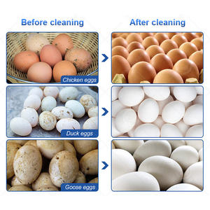 Limpiador de huevos sucios industriales OCEAN, línea de lavado de huevos, máquina clasificadora de secado de huevos de ganso de acero inoxidable - Product Image 4