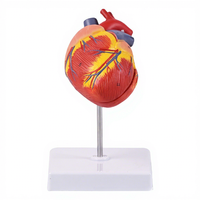 Modèle anatomique de cœur de chien grandeur nature pour dissection, système cardiovasculaire, enseignement vétérinaire, étiquetage, formation en médecine animale