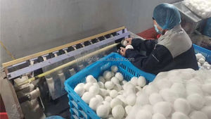 Meilleures ventes 2026 : Nouveaux produits tendance pour la lessive – Boules <span class=keywords><strong>de</strong></span> séchage écologiques en <span class=keywords><strong>laine</strong></span> mérinos (lot <span class=keywords><strong>de</strong></span> 6) – Comme vu à la télévision - Product Image 5