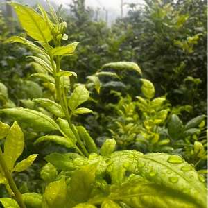 Großhandel maßge schneiderte Bio Zhang jiajie Berry <span class=keywords><strong>Tea</strong></span> Gewichts verlust Tee in loser Schüttung - Product Image 4