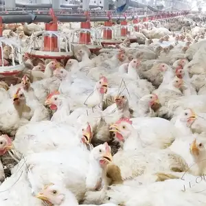 Sıcak satış Modern otomatik Broiler tavuk çiftliği kanatlı ekipman sistemi
