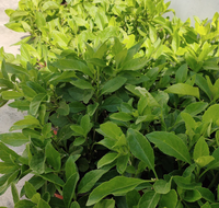 500g de feuilles de gynura procumbens séchées en vrac, saveur de feuilles d'épinard de longévité, thé en gros à vendre