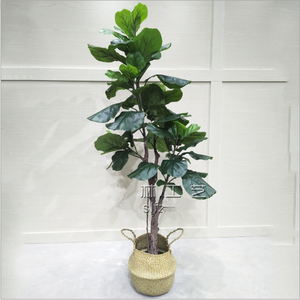 Tamaño personalizado de decoración de las plantas los árboles decoración para la casa y el jardín decoración Banyan Ficus Lyrata - Product Image 3