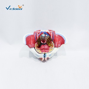 Un outil pédagogique médical en quatre parties pour démonter et assembler un modèle des vaisseaux sanguins et des nerfs du bassin féminin. - Product Image 3