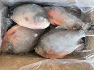 Maceta roja de MARISCOS CONGELADOS China Buen precio <span class=keywords><strong>Pacu</strong></span> rojo redondo entero - Product Image 5