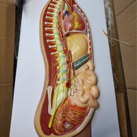 Modèle de soulagement du système nerveux autonome humain Modèle d'anatomie nerveuse sympathique en PVC pour l'enseignement de la neurologie médicale