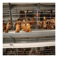 Équipement d'élevage avicole entièrement automatique, cages à batterie pour poules pondeuses, système de cages à poulets