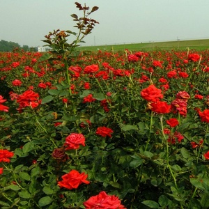 Fiore di rosa in polvere 20:1 puro ibisco organico fiore estratto in polvere