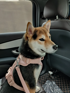 반려동물 안전을 위해 맞춤화된 방수 공간층으로 편안하고 통기성 있는 맞춤형 개 하네스 인기 판매 - Product Image 2