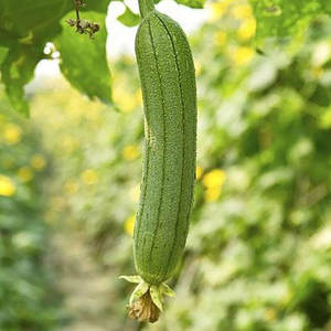 L'origine des légumes : Guide complet pour la plantation de légumes en toutes saisons pour la décoration des jardins et des cours - Product Image 4