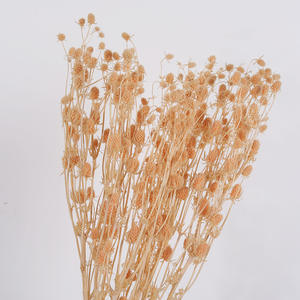 Fleurs de marron de mer séchées de haute qualité, fruits de la Saint-Valentin séchés, Eryngo <span class=keywords><strong>Eryngium</strong></span> <span class=keywords><strong>Foetidum</strong></span> pour la décoration de mariage - Product Image 3