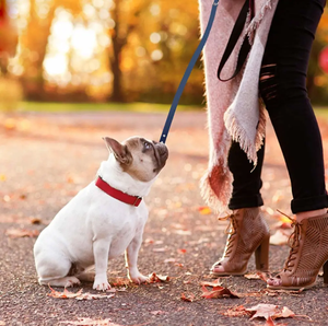 애완 동물 용품 <span class=keywords><strong>PVC</strong></span> 핸즈프리 부드러운 고무 사용자 정의 방수 개 목걸이 가죽 끈 <span class=keywords><strong>PVC</strong></span> 개 목걸이 및 가죽 끈 세트 - Product Image 5