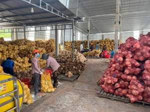 ถุงตาข่ายมะพร้าวสดแห้งผู้ใหญ่กึ่ง deghusked การเก็บเกี่ยวมะพร้าวโดยตรงจากเวียดนามฟาร์มท้องถิ่นโดย99ทองข้อมูล - Product Image 3