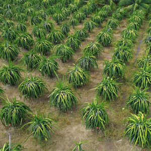 Fruit du Dragon Tropical du Vietnam contenu frais de 100% durée de conservation de 60 jours marque TECHMIFOOD goût supérieur prix concurrentiel - Product Image 1