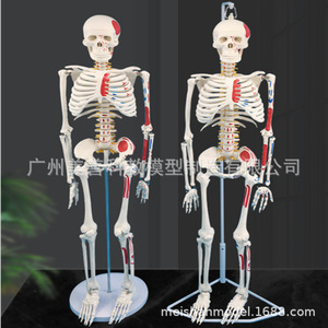 Modèle de squelette humain, 85 cm, avec moitié du modèle musculaire coloré, incluant les points d'origine et d'insertion des muscles, intervertébraux - Product Image 1
