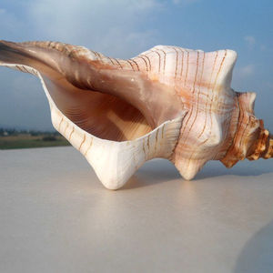 Conchas de Caracol Naturales, Accesorios para Fotografía, Acuario, Exquisitas Conchas de Caracol Turbante Rojo, Concha Espiral Carmesí - Product Image 3