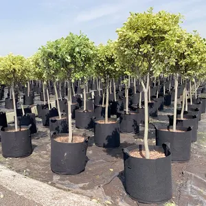 30ltr ทนทานการผลิตพืชต้นไม้ผักบลูเบอร์รี่มะเขือเทศเมล็ดหม้อไม่ทอพืชปลูกถุงสำหรับสวน